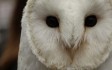 willows-bird -of-prey.jpg